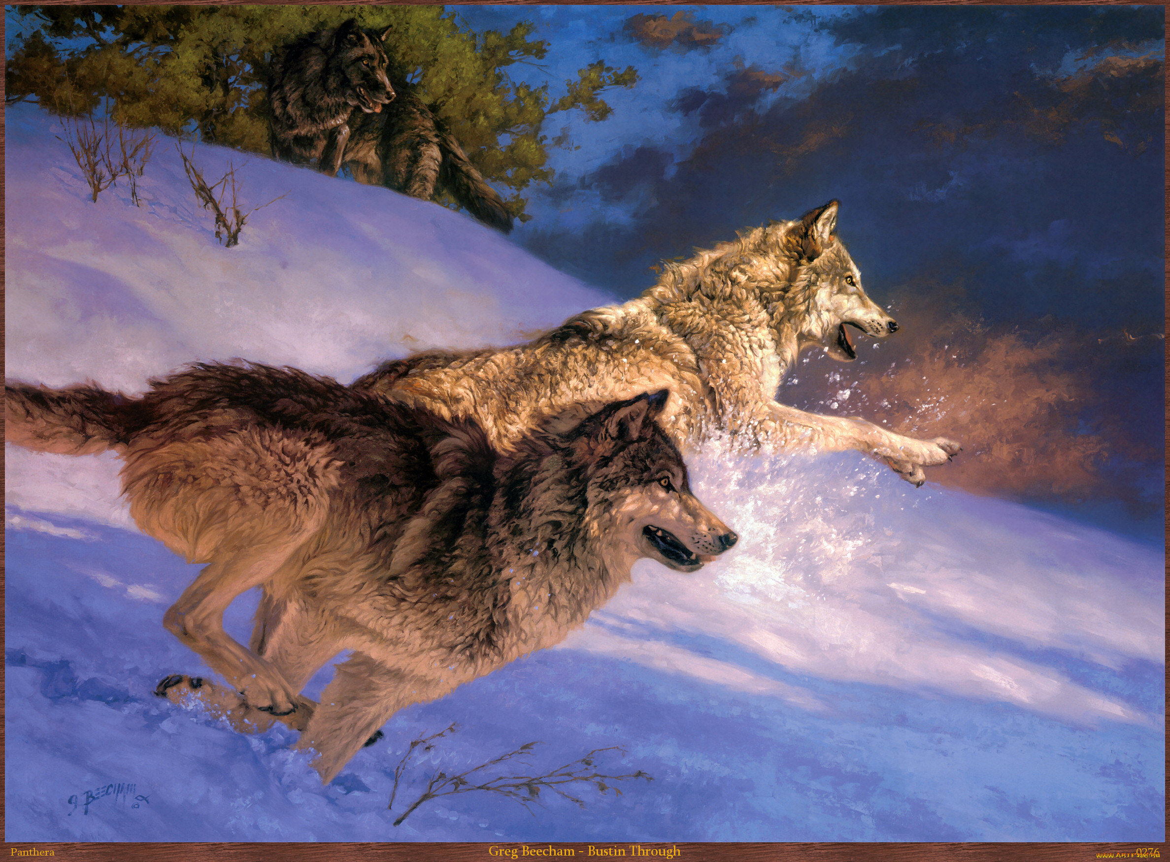 Волк наблюдает. Художник Грег Beecham волки. Стая Волков. Волк обои. Картинки на рабочий стол волки.